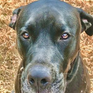 Meet your Posher, Amaya